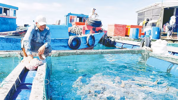 Nhiều ngư dân miền trung đã chuyển từ khai thác hải sản kiểu tận diệt sang nghề nuôi biển.