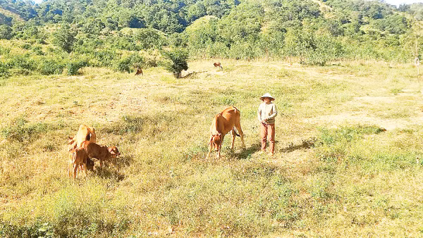 Nhiều hộ dân xã Sông Lũy đã thoát nghèo nhờ tham gia dự án bò sinh sản. 
