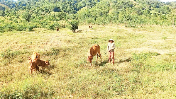 Nhiều hộ dân xã Sông Lũy đã thoát nghèo nhờ tham gia dự án bò sinh sản. 