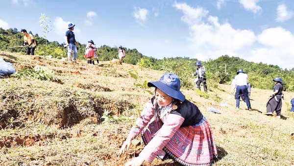 Đồng bào dân tộc ở Sơn La trồng cây phủ xanh đất trống, đồi trọc. 
