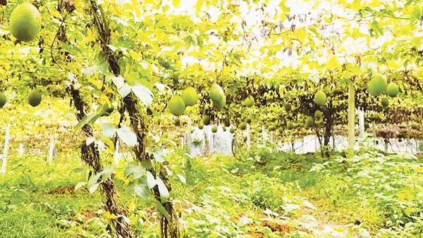 Vườn gấc trĩu quả ở Tri Phú (Tuyên Quang).