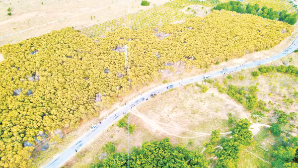 Rừng keo lá tràm của xã Hòa Thắng.