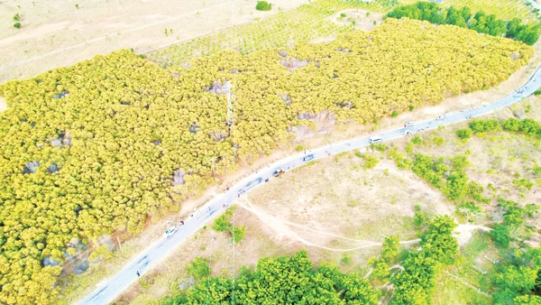 Rừng keo lá tràm của xã Hòa Thắng.