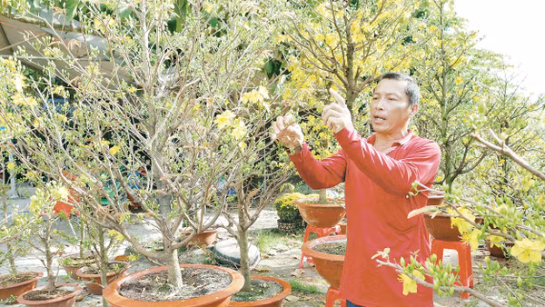 Người dân trồng mai tại xã Chợ Lách, tỉnh Vĩnh Long chuẩn bị đón Tết.