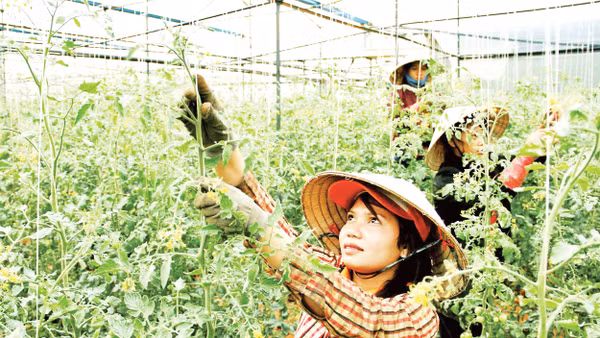 Mô hình trồng hoa trong nhà kính tại Lâm Đồng.