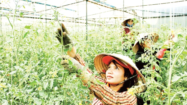 Mô hình trồng hoa trong nhà kính tại Lâm Đồng.