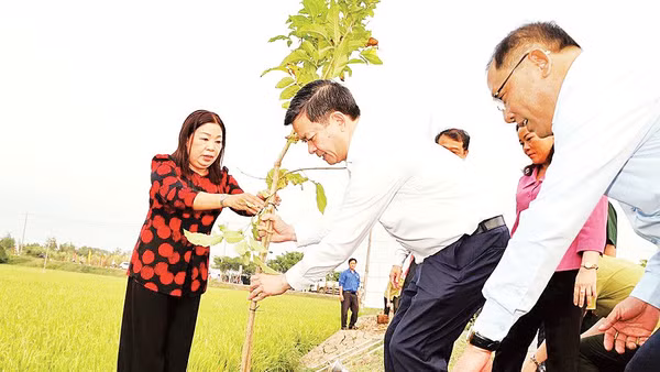 Hoạt động Tết trồng cây được tổ chức tại thành phố Cần Thơ ngày 23/2. 