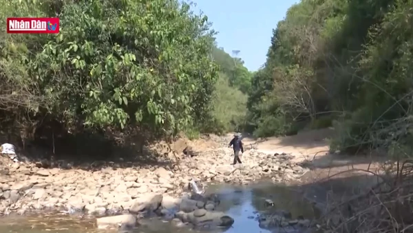 Hạn hán Tây Nguyên ngày càng diễn ra với tần suất lớn và nghiêm trọng hơn.