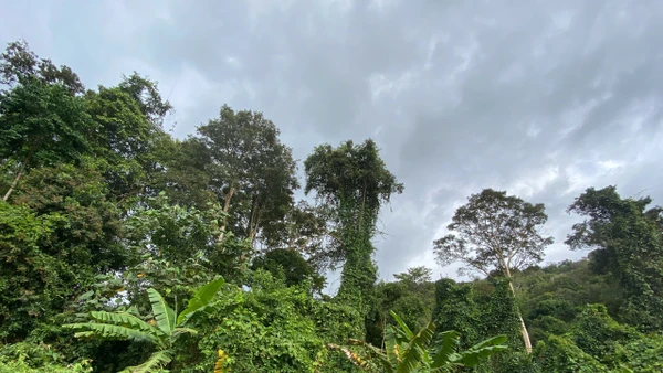 Rừng đóng vai trò quan trọng trong chiến lược đạt phát thải ròng bằng 0 (Net Zero).