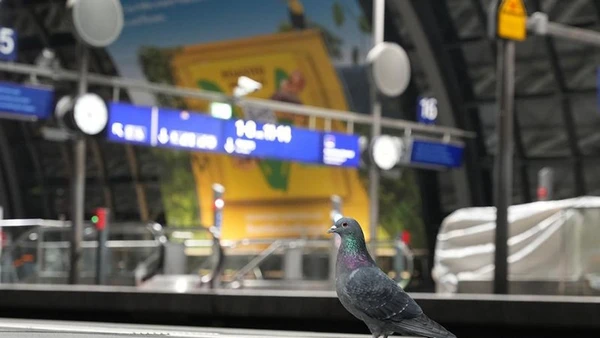 Một con chim bồ câu được nhìn thấy tại sân ga ở trung tâm Berlin, Đức. (Ảnh minh họa: Tân Hoa xã)