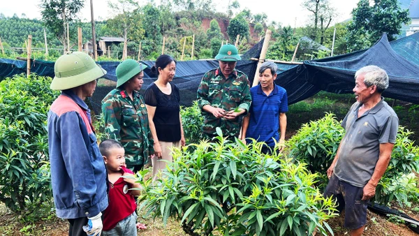 Bộ đội Lâm trường 42, Đoàn Kinh tế- Quốc phòng 327( Quân Khu 3) hỗ trợ cây giống cho gia đình ông Bùi Văn Thoạn, thôn Lục Phủ, Xã Hải Sơn, Quảng Ninh phát triển kinh tế gia đình.