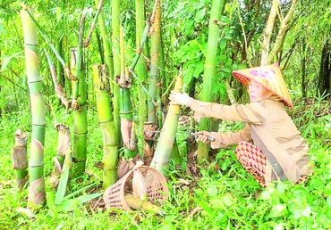 Bà Nguyễn Thị Sang thu hoạch măng tre trong vườn tre bốn mùa.
