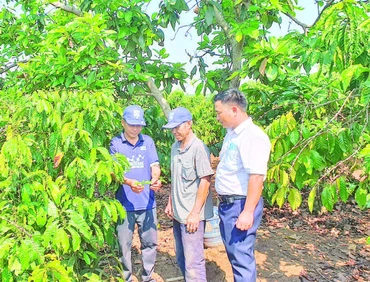 Cán bộ xã Mô Rai, tỉnh Quảng Ngãi (mới) hướng dẫn nông dân kỹ thuật chăm sóc cây cà-phê.