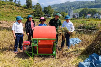 Cán bộ biên phòng tăng cường cùng lãnh đạo xã Bạch Đích, Yên Minh, Hà Giang kiểm tra đánh giá sản lượng năng suất lúa vụ mùa.