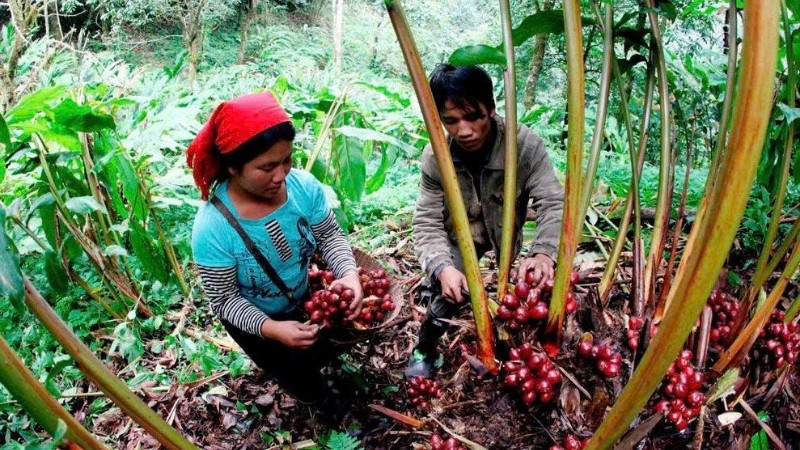 Đồng bào dân tộc La Hủ ở Lai Châu thu hoạch thảo quả.