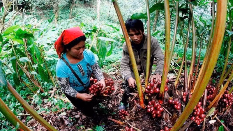 Đồng bào dân tộc La Hủ ở Lai Châu thu hoạch thảo quả.