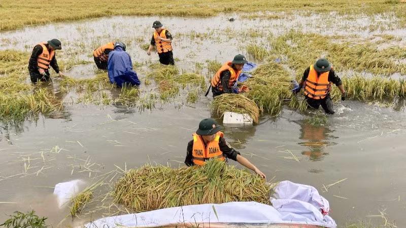 Gần 400 cán bộ, chiến sĩ quân đội giúp dân gặt lúa chạy lũ hôm 13/6. (Ảnh tư liệu)