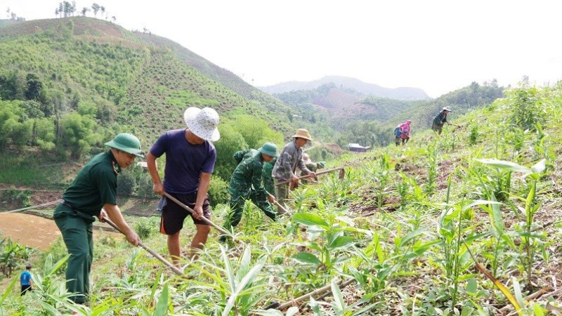 Cán bộ, chiến sĩ Ban Chỉ huy Bộ đội Biên phòng tỉnh Điện Biên giúp nhân dân biên giới phát triển sản xuất trên nương. 