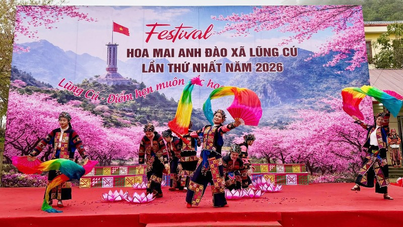 Xã Lũng Cú khai mạc Festival Hoa mai anh đào năm 2026.
