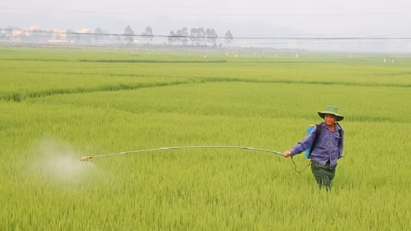 Nông dân xã Thanh An phun thuốc trị bệnh đạo ôn trên lúa đông xuân. 