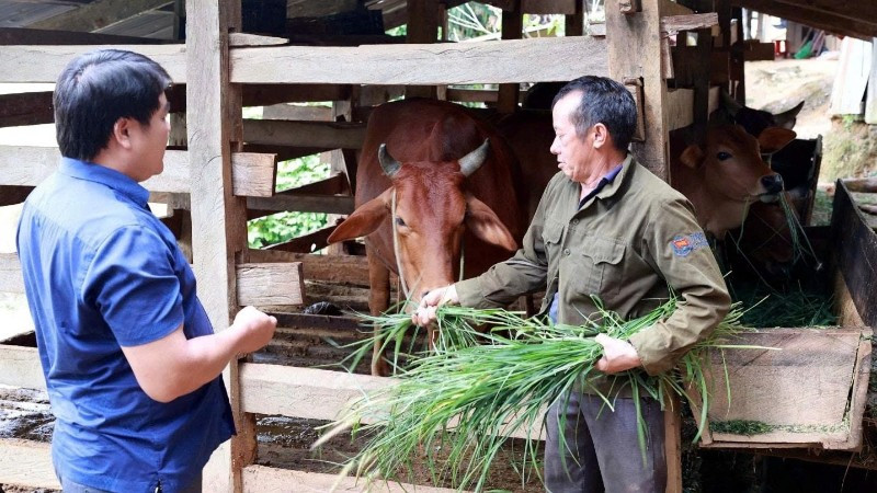 Gia đình ông Sùng A Dinh có thêm sinh kế sau khi được cấp bò giống sinh sản từ chương trình giảm nghèo.