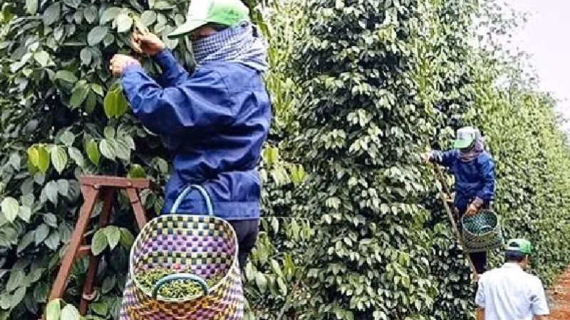 Thu hoạch hồ tiêu.