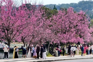 Những không gian hoa mai anh đào trên phố núi Đà Lạt nở rộ, sắc hoa như "môi hồng người mình yêu" làm bao tâm hồn lữ khách ngẩn ngơ, say đắm.