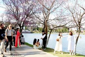 Hoa mai anh đào từ lâu được ví là “sứ giả” mùa xuân Đà Lạt.