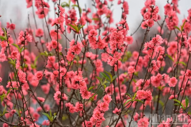 (Ảnh: THÀNH ĐẠT)