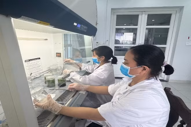 Hoạt động nghiên cứu khoa học tại Viện Cây lương thực và Cây thực phẩm.