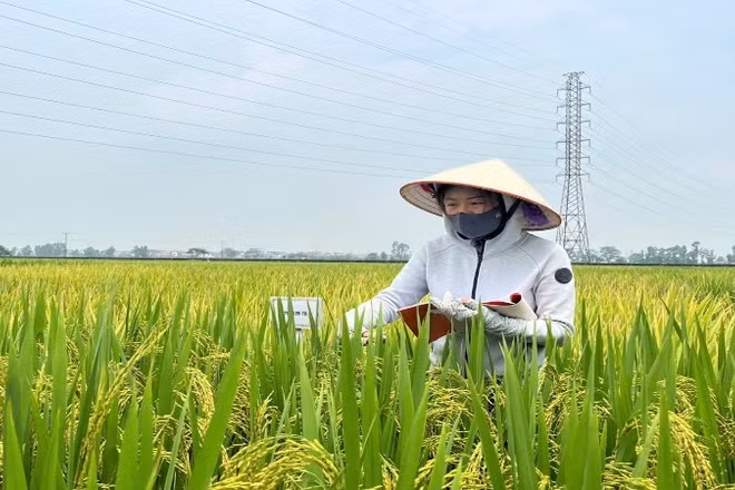 Nghiên cứu, chọn tạo giống lúa tại Viện Cây lương thực và Cây thực phẩm.