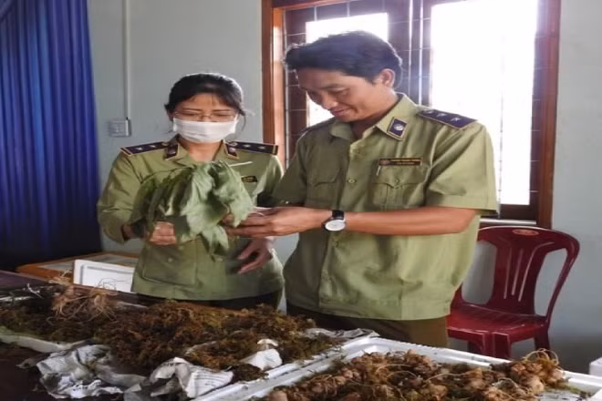 Lực lượng quản lý thị trường kiểm tra, phát hiện sâm Ngọc Linh giả.