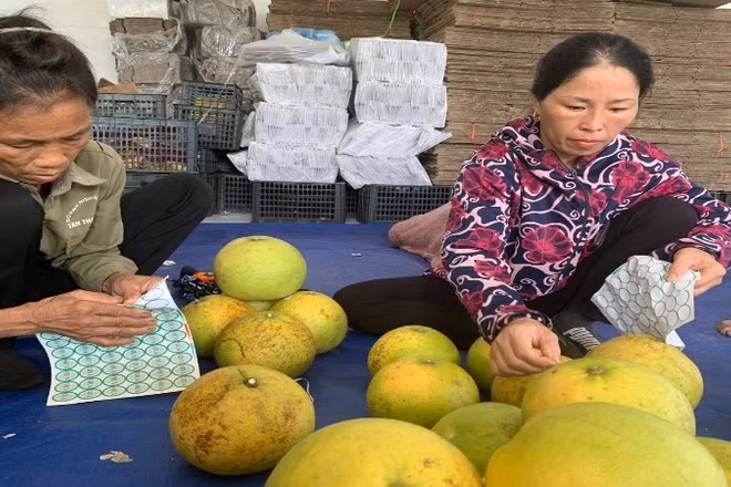 Người dân dán mã QR truy xuất nguồn gốc lên quả bưởi để minh bạch thông tin, góp phần bảo vệ quyền sở hữu trí tuệ đối với nông sản địa phương. 