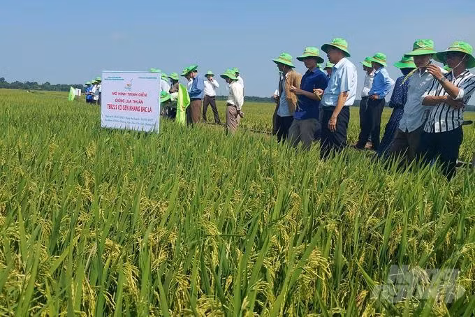 Công ty Cổ phần Tập đoàn ThaiBinh Seed