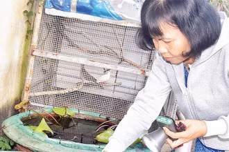 Bà Trương Thị Hường, ngụ xã Mỹ Phong, thành phố Mỹ Tho thả cá vào các chậu có nước để diệt lăng quăng, muỗi.