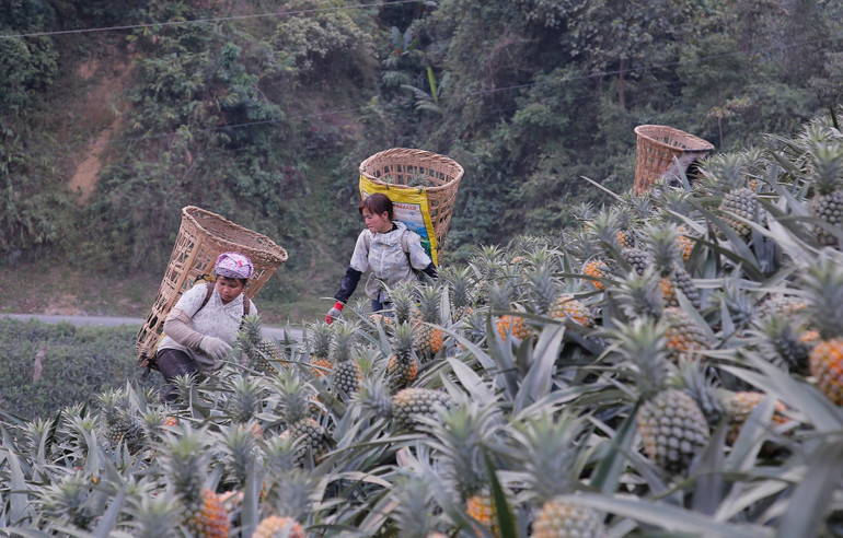 Người dân Bản Lầu thu hoạch quả dứa tươi. ban-lau-2.jpg