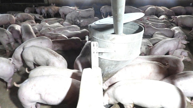 Lực lượng chức năng đã tiêu hủy toàn bộ đàn lợn tại hai dãy chuồng D3 và D4 của xí nghiệp. z6859712380900-ed2ed0f5bb01bd83399a57f67d42a4ee.jpg
