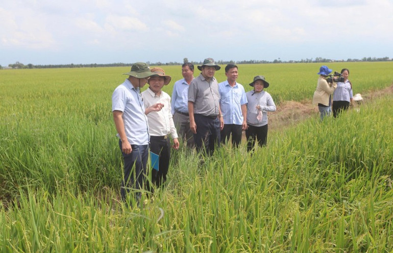 Phó Chủ tịch Ủy ban nhân dân dân tỉnh Tây Ninh Nguyễn Minh Lâm (thứ 3 bên trái) cùng các Sở, ngành trực tiếp kiểm tra 400ha lúa 80 ngày tuổi ở xã Tuyên Bình đang bị mưa, lũ uy hiếp. z7117362521798-cfbd5ba2ecf34f72a015ecfb857dc881.jpg