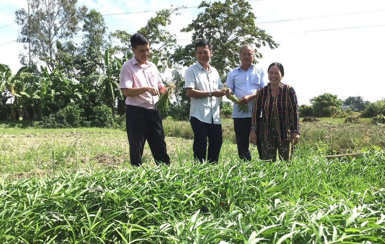Ngân hàng Chính sách xã hội thành phố Cần Thơ cho hộ khó khăn vay vốn trồng rau muống tăng thu nhập. trong-rau-muon.jpg