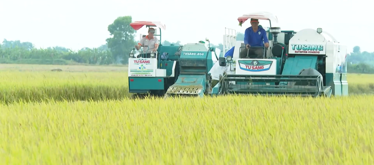 Hợp tác xã Tiến Thuận thu hoạch lúa chất lượng cao, phát thải thấp mang lại hiệu quả kinh tế cao. lua-clc-htx-tien-thuan.png