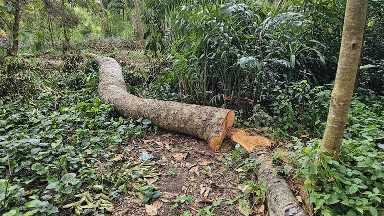 Công an Cần Thơ điều tra vụ 42 cây xanh bị chặt ở Khu văn hóa Hồ Nước Ngọt img-2025-12-15-103658.jpg