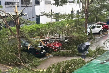 Cây đổ đè lên phương tiện ở thành phố Vinh cũ. Ảnh: THÀNH CHÂU