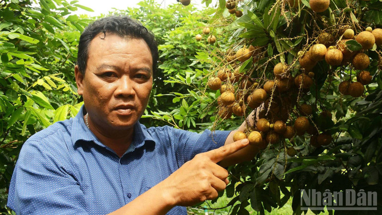 Nông dân Nguyễn Hiếu Thiện sưu tầm giống nhãn kháng bệnh chổi rồng mang lại hiệu quả cao. ndo_br_z6985961933454-7d59d7951d3057cf299f057a94f059dd.jpg