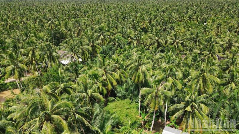 Cây dừa đang chịu nhiều thách thức từ biến đổi khí hậu.