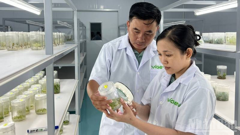 Ứng dụng công nghệ cao trong sản xuất cây giống tại tỉnh Vĩnh Long. ndo_br_5-23.jpg