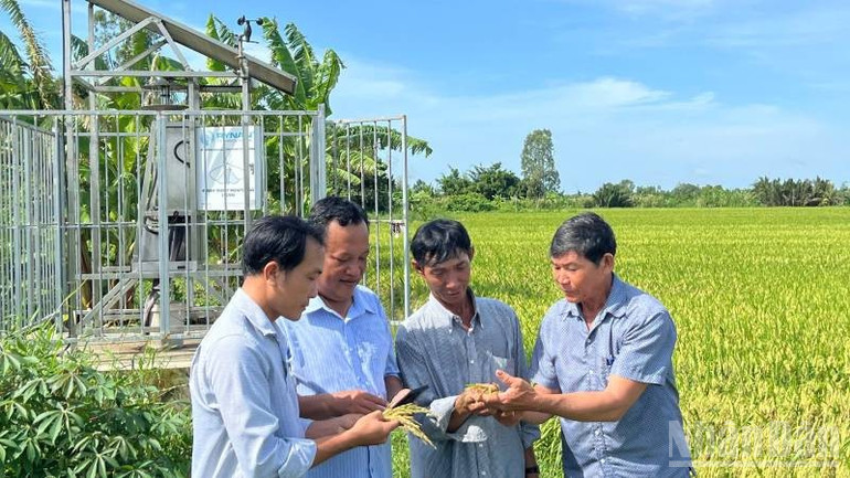 Nông dân tỉnh Vĩnh Long ứng dụng công nghệ tự động phát hiện sâu rầy trong sản xuất lúa. ndo_br_4-29.jpg
