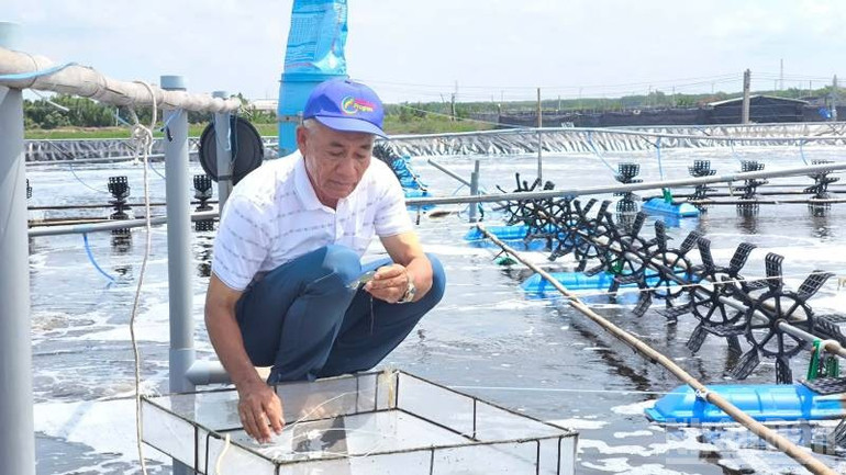 Kinh tế tuần hoàn được nhiều nông dân ứng dụng trong nuôi tôm. ndo_br_tom.jpg