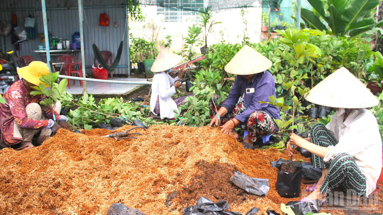 Sản xuất cây giống tạo việc làm cho nhiều lao động tại địa phương. (Ảnh: HOÀNG TRUNG) ndo_br_1-32.jpg