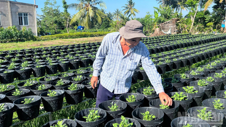 Ông Lê Văn Bé chăm sóc cây cúc mâm xôi cung ứng cho thị trường Tết. (Ảnh: HOÀNG TRUNG) ndo_br_3-33.jpg
