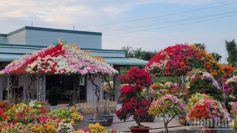 Gia đình ông Màu thường xuyên bán cây hoa giấy hình nhà mái Thái rất độc đáo. (Ảnh: HOÀNG TRUNG) ndo_br_1-49.jpg